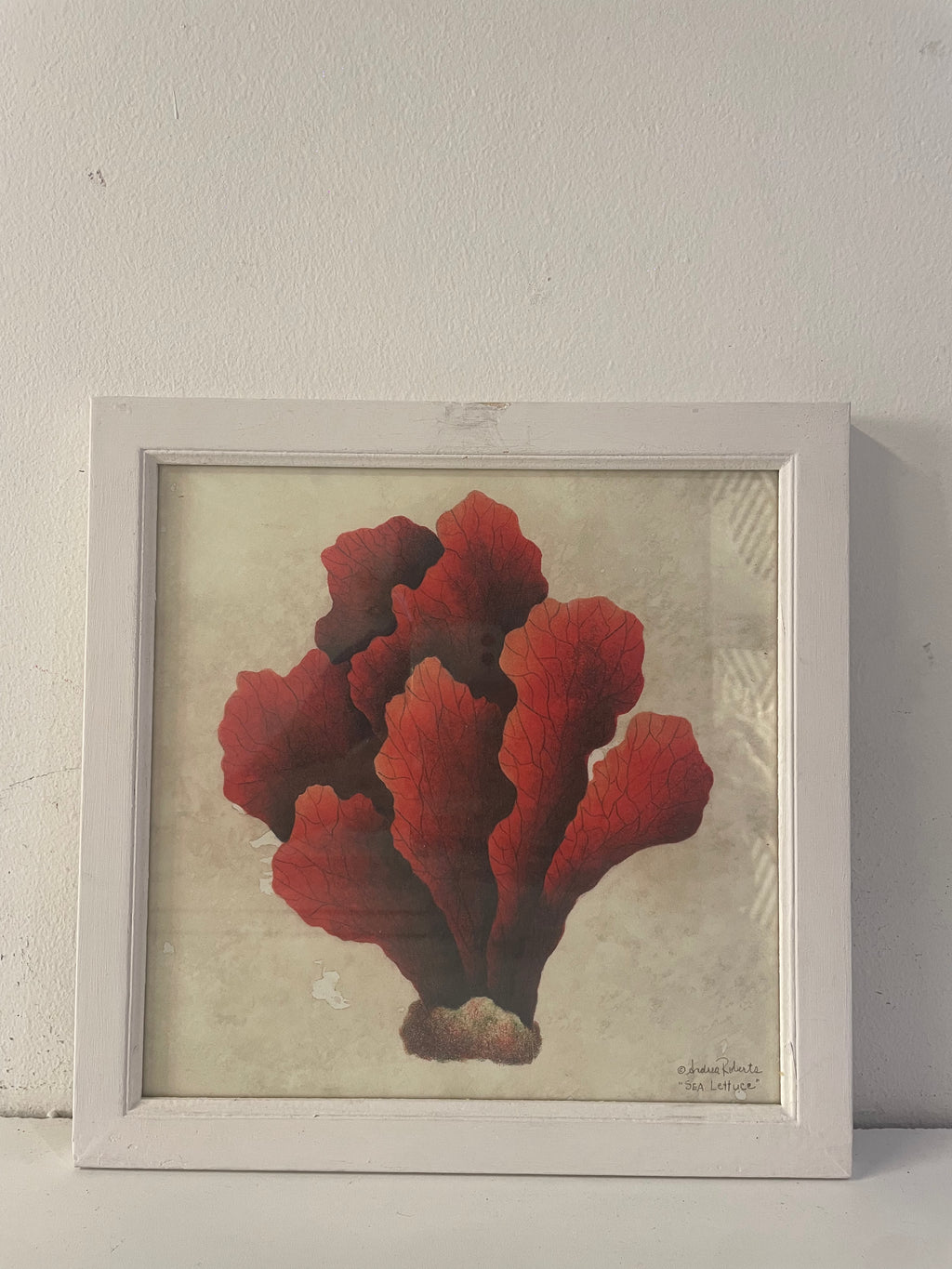 quadro CORALLO 1